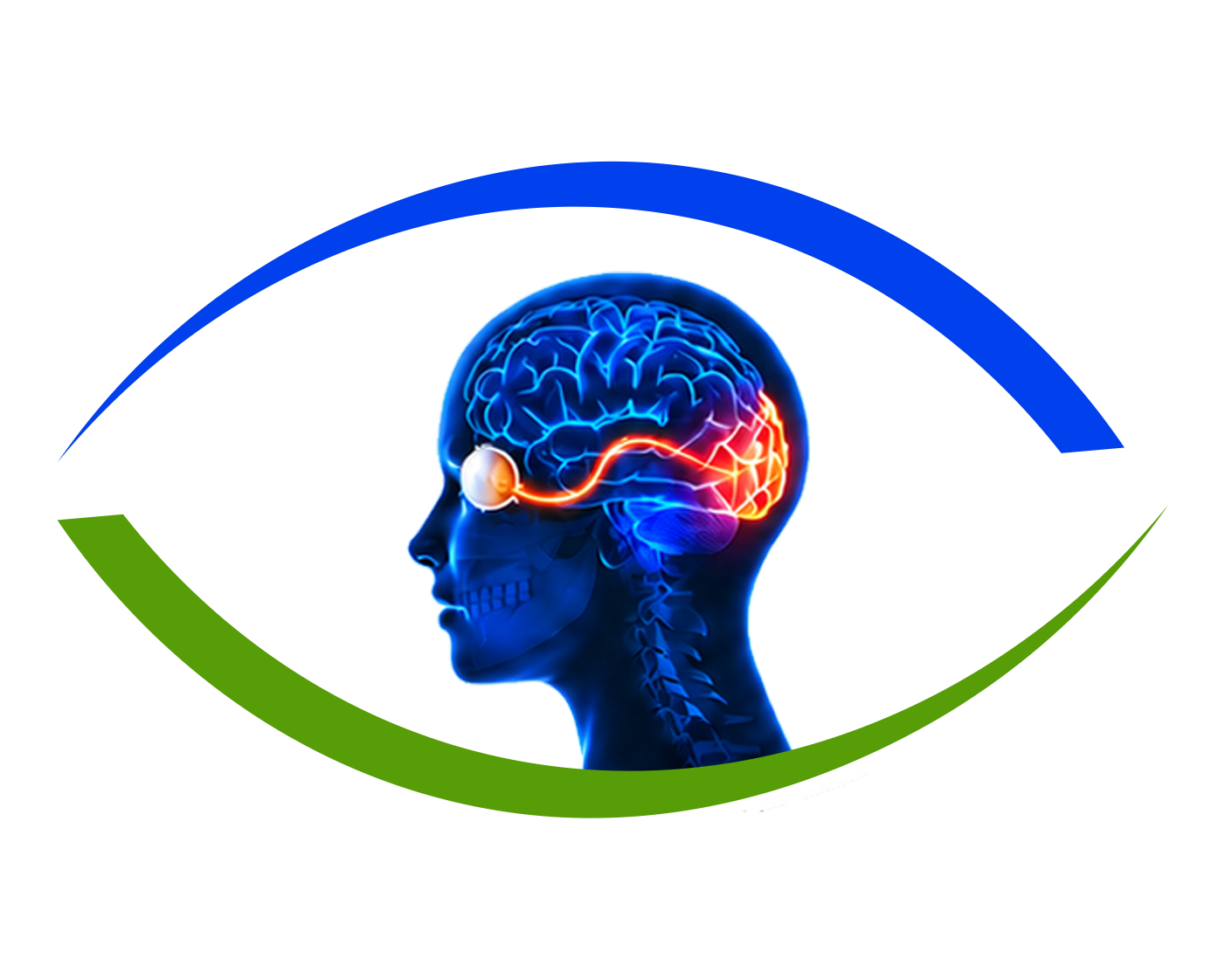 Anatomical diagram of the visual pathway connecting the eye to the brain occipital cortex